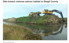 King 5 video of Dike Breach with excavators at work